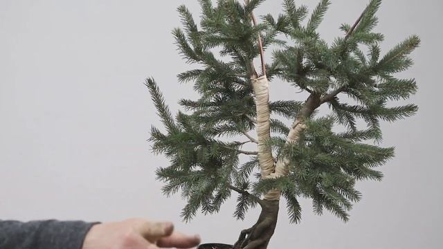 Nursery Stock Holiday Bonsai Creation смотреть онлайн