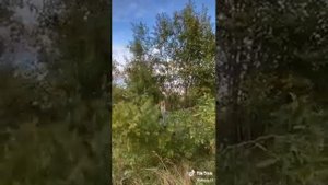 Подборка вайнов Dissa 13