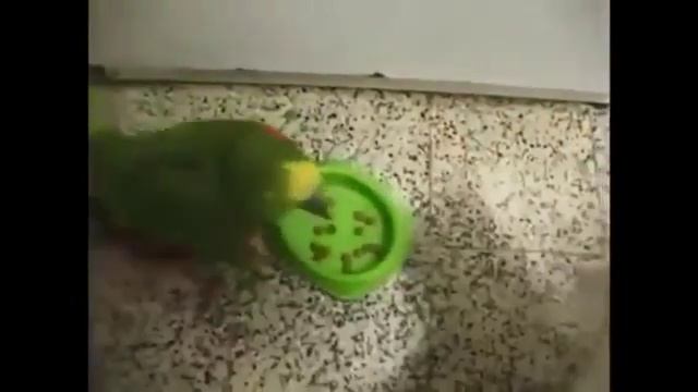 Кот против попугая