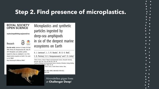 Eurythenes plasticus - the newest face of marine plastic pollution