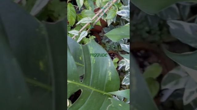 Epipremnum Pinnatum (EP) Aurea. My propagation смотреть онлайн