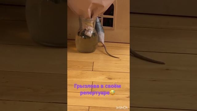 Домашняя крыса