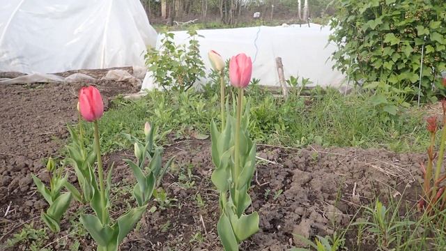 Вспоминая апрель-май 2023. Наш скромный цветник на даче весной 2023. ЦВЕТЫ ВЕСНОЙ НА ДАЧЕ. смотреть онлайн