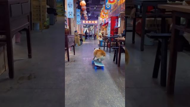 Скейтер