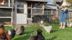 Идеальное птицеводство достойно восхищения 🐓🦆🦢🦚🦃🐔 эпизод (46)