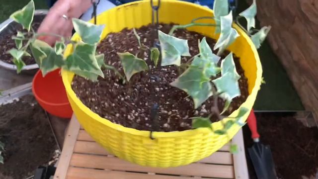 DIY Hanging Plants for your home | Easy Hanging Baskets | Gardening | Vlog #12