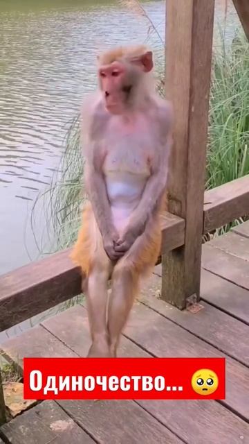 Когда друзья не позвали тебя на тусовку🥺/Эти забавные животные/короткие смешные видео🤣 смотреть онлайн