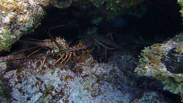 Лангусты смотреть онлайн