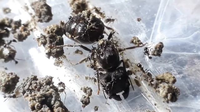 Carebara Diversa queen смотреть онлайн