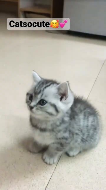 Catsocute🥰💕 #cats #catlovers #cat #catlover #kitten#catvideos #catshorts #shortvideo смотреть онлайн