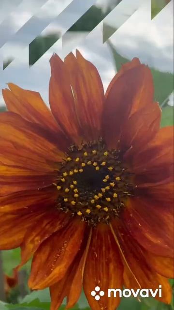 Подсолнухи 🌻 #цветы #подсолнухи смотреть онлайн