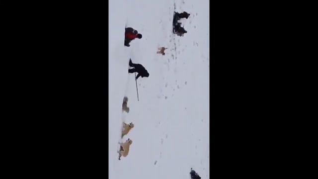 Wolf hunting # wolf # hunting # wolf hunting смотреть онлайн