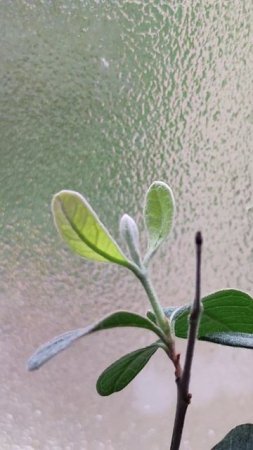 Successfully grafted Feijoa (whip and tail graft