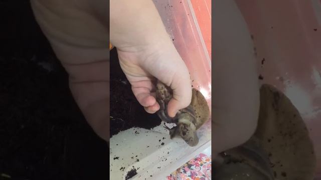 Моя коллекция улиток