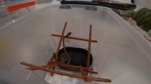 Моя Зеленая бойга