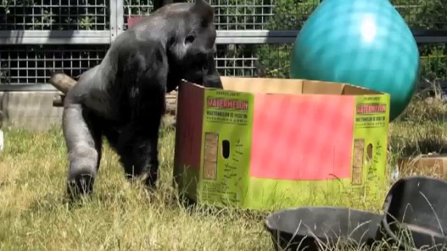 Koko's 42nd Birthday (July 4, 2013) смотреть онлайн