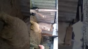 Барашка по имени Сашка)