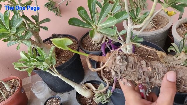 Top 30 Plants you can grow from cuttings in rainy season, Cutting that grown in monsoon season