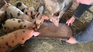 Продаются Отборные, полутора и двух-месячные поросята🐷
