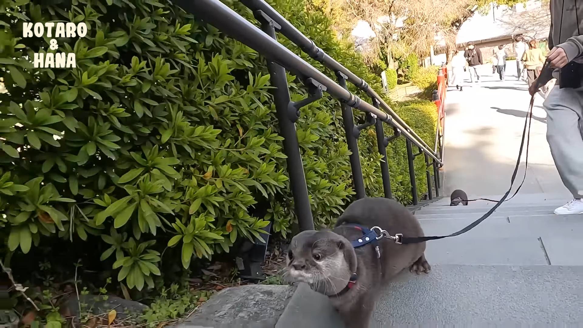 Выдры отправляются в замок и наслаждаются городом смотреть онлайн