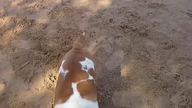 Бульдог Франька и ее Боевая подрудка Чишка Гутечка смотреть онлайн