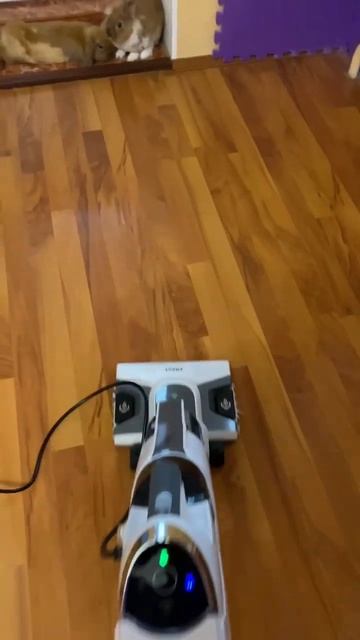 КРОЛИК БОЕЦ  shorts rabbit смешныеживотные bunnybaby bunny незаводитекроликов кролики