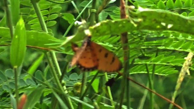 61 Coastal Morning Glory - Grasshopper on flower. Butterfly on leaf. Ipomoea cairica -wildflowers