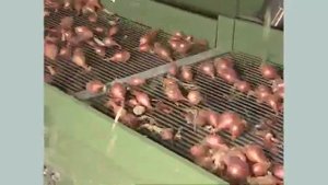 Обрезчик лука