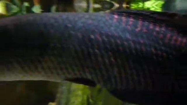 Океанариум СПб (1) смотреть онлайн