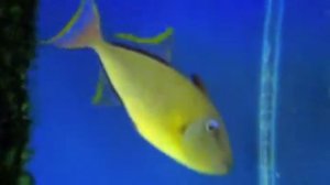 Ultra Rare Combtooth Triggerfish -  BuyLiveFish.com - 201-500-7577