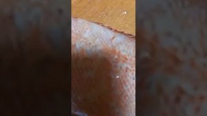 морской окунь с паразитами