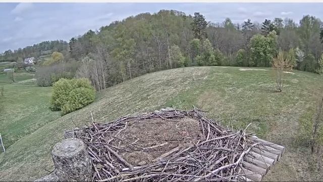 Vārnas koncerts Latvijas finiera balto stārķu ligzda 18_05-2017 12.35 смотреть онлайн