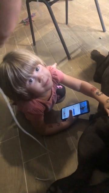 Падай на попу #shorts #labrador смотреть онлайн