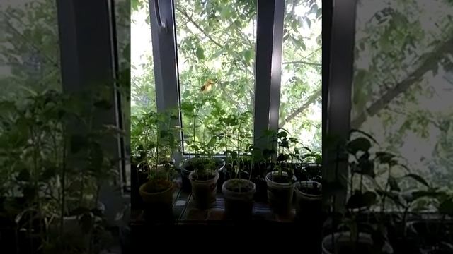 ivolga смотреть онлайн