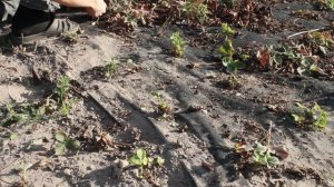 Как правильно обрезать клубнику на зиму