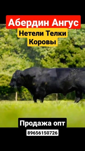 Абердин Ангус продажа телок и нетелей. #aberdeenangus #абердинангус #ангус #абердин #крс #фермер