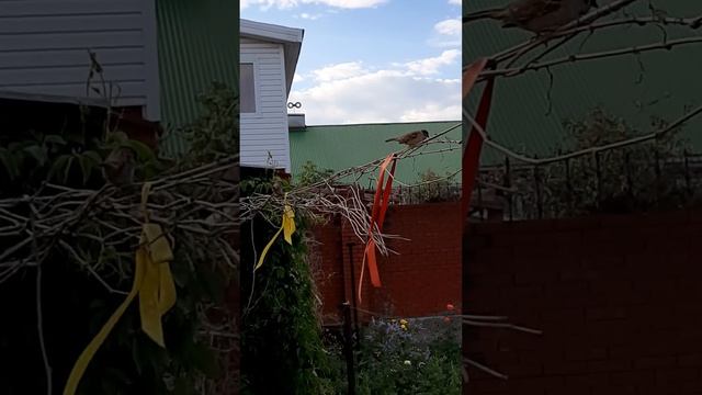 #shorts Расчирикались тут...понимашь!!! смотреть онлайн