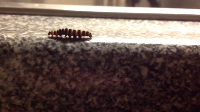 Caterpillar Base Jump смотреть онлайн