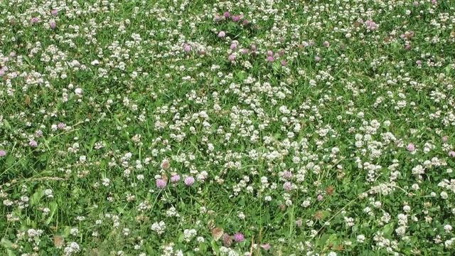 Крапивницы на клевере 18 июля 19. Видео № 2. смотреть онлайн