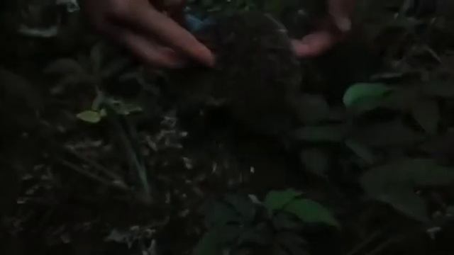 Ёжик в дурмане