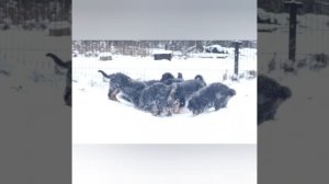 Супер Папа Монгол Банхар Султан