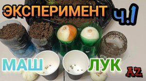 Барматуха Дзамболата.