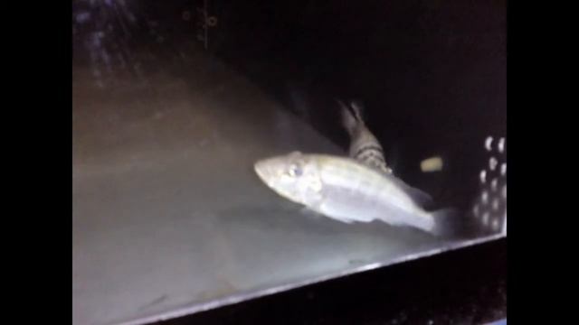 Ctenochromis horei spawning - PISCES