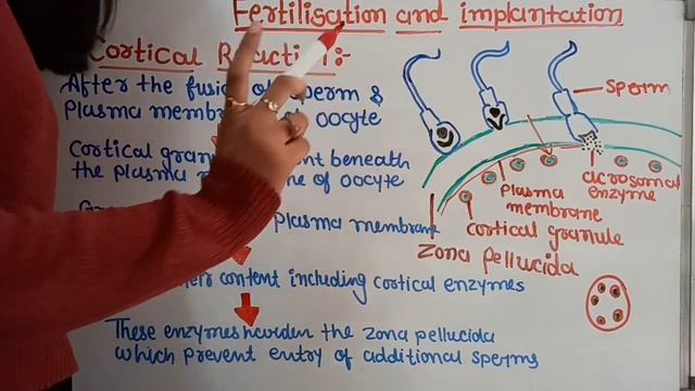 Lecture 6 | Fertilisation and Implantation class 12 biology | Human reproduction class 12 biology