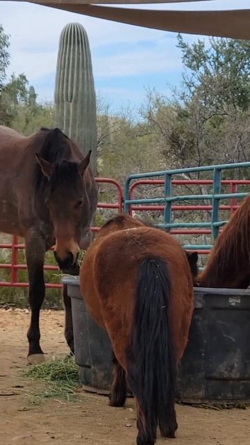 Every time they eat #horses #horselife #roan #shetlandpony #horselover смотреть онлайн