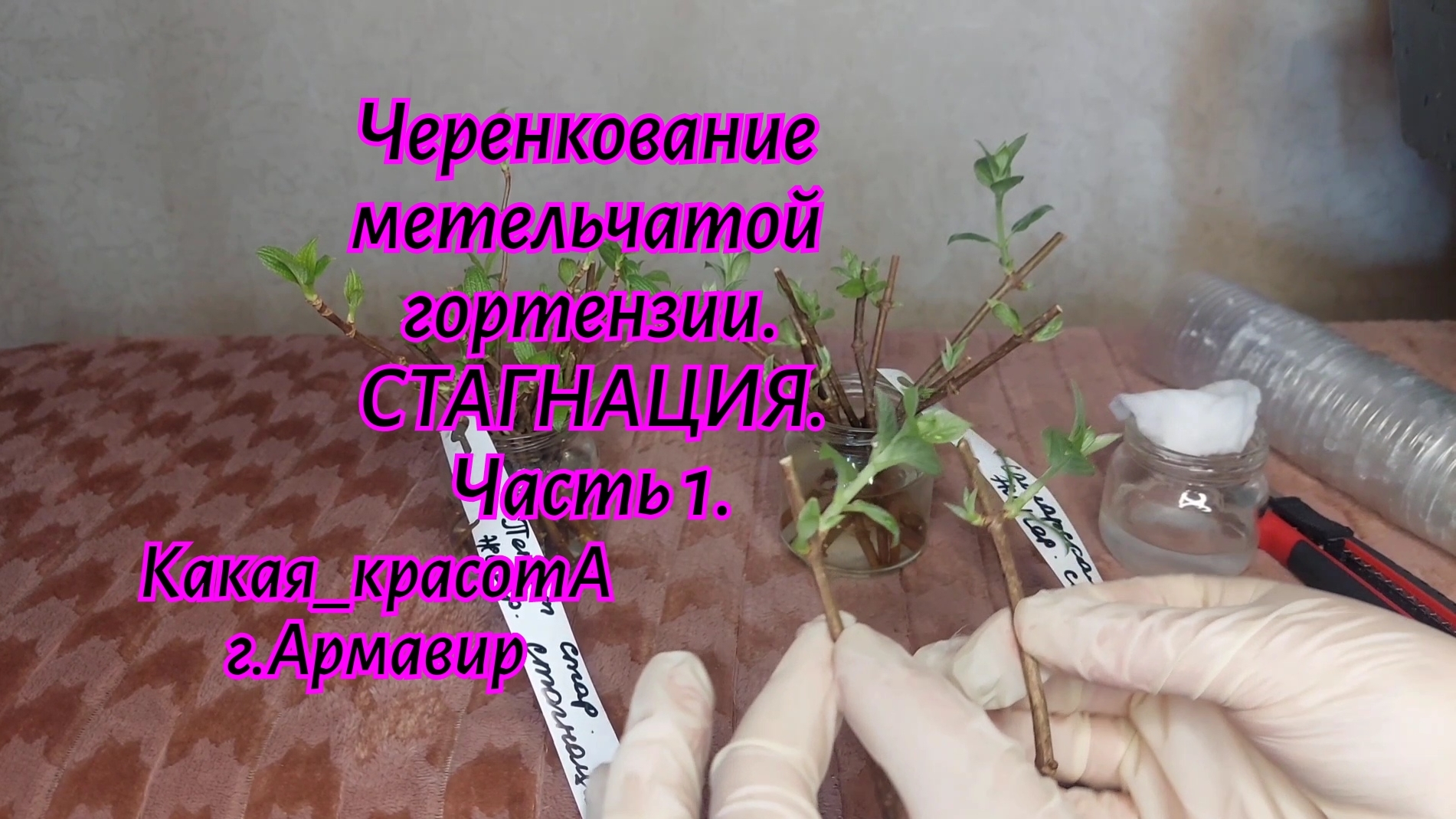 Черенкование стагнирующей метельчатой гортензии.Часть 1.21.02.25