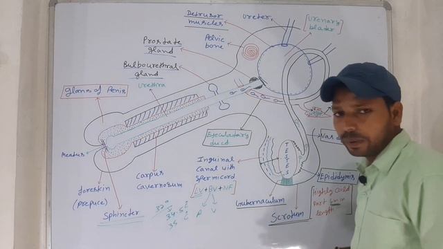 chapter 3 -human reproduction -( Male reproductive system) in one short NCERT (CBSE / UP Board) NEE