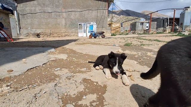 Unraveling Canine Health: Dr. Milad's Exploration of Dog Examination смотреть онлайн