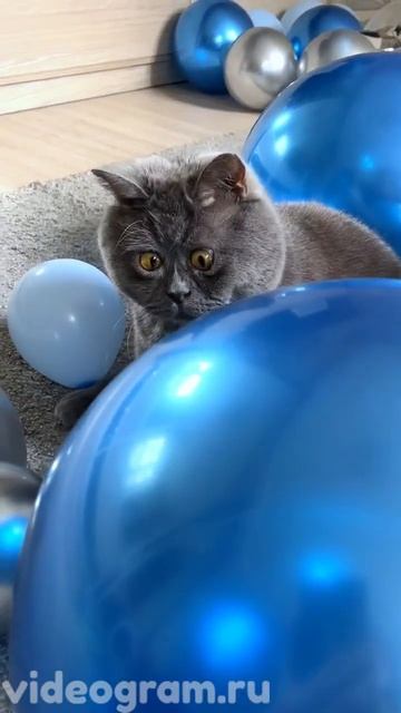 Кот Федя против Hamster Kombat #hamsterkombat #хомяк #шифр смотреть онлайн