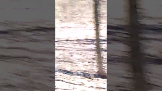 Игры бельчат смотреть онлайн